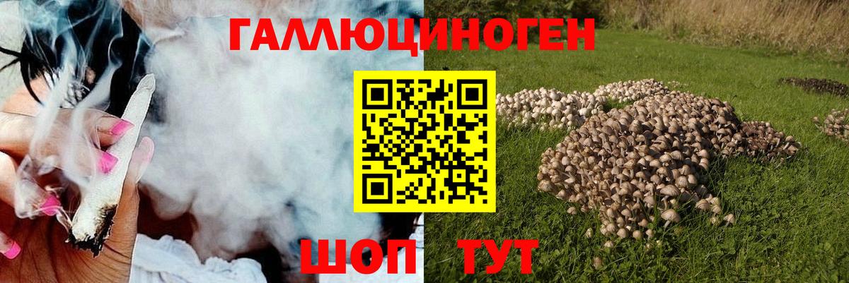 Псилоцибиновые грибы Psilocybe Каменск-Уральский